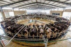 El presupuesto 2022 con ausencia para apoyos básicos a la ganadería