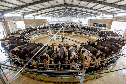 El presupuesto 2022 con ausencia para apoyos básicos a la ganadería