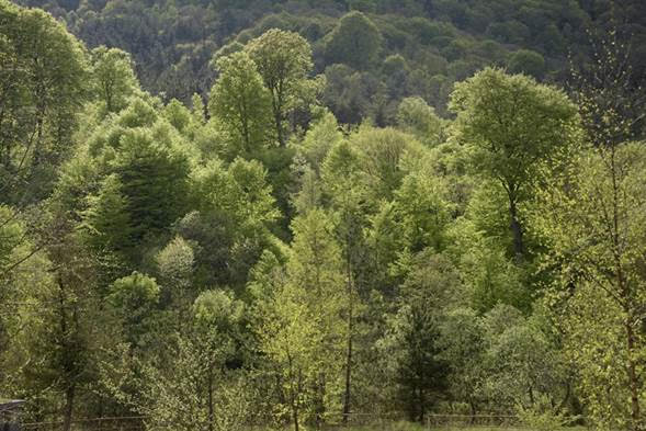 Expansión agrícola causa de la deforestación mundial: COP-26