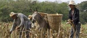 Financiera Rural e Indesol firman convenio para incidir en zonas deprimidas