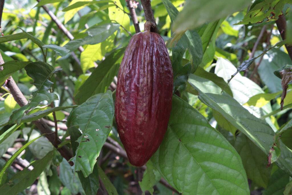 Exposición en Milán Ka’kao el árbol secreto