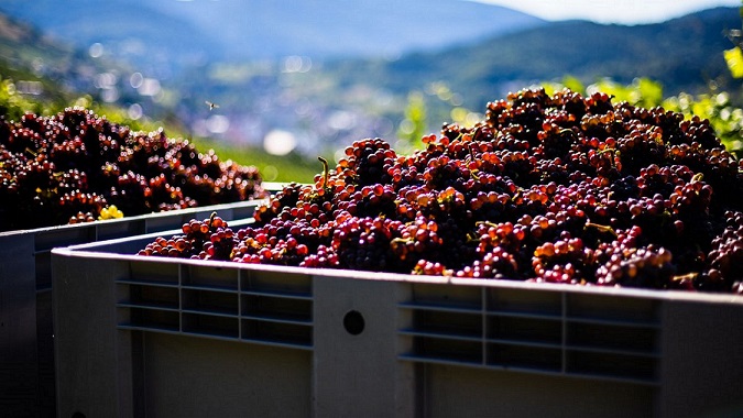 Caerá la producción de vino por el cambio climático