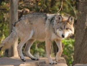 Página de consulta sobre especies de riesgo en México