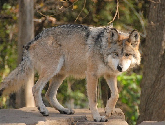 Página de consulta sobre especies de riesgo en México