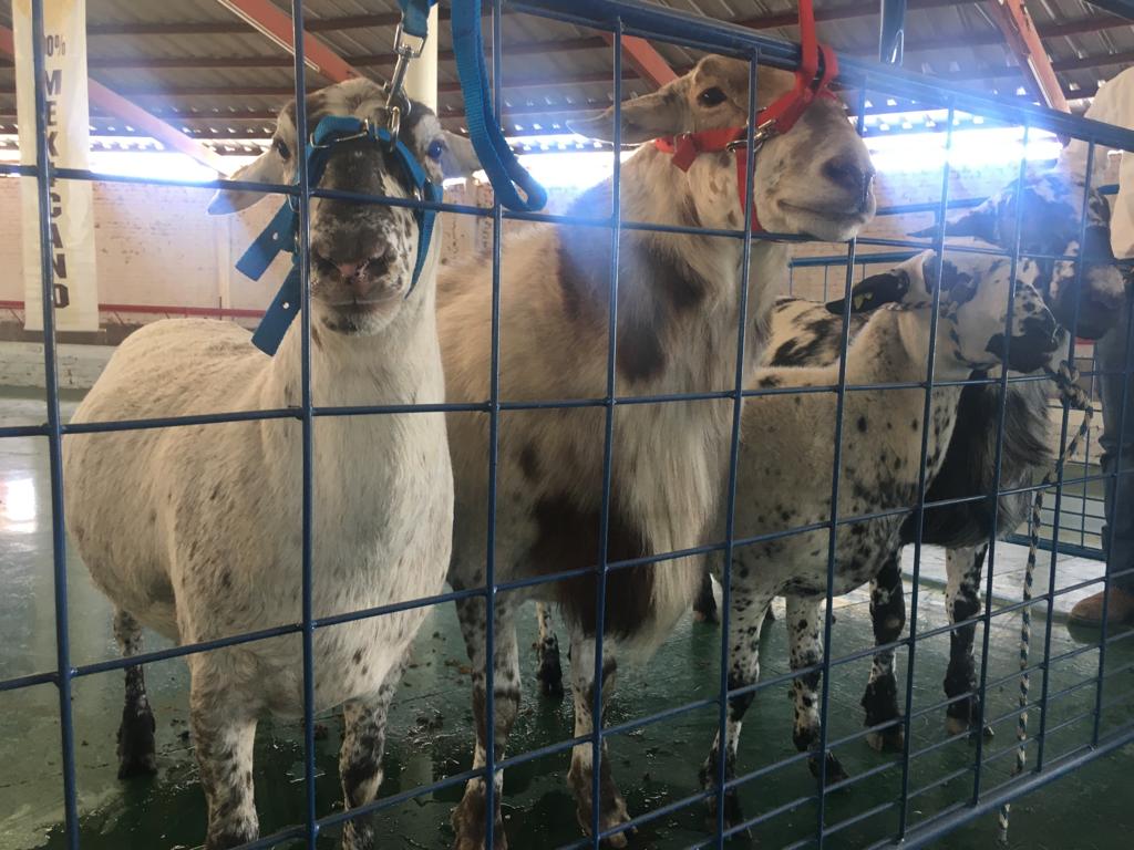 Otorga Sader certificado a la raza mexicana de ovinos Pelifolk