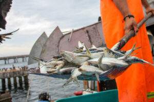 Volúmenes para captura de sardina en el Pacífico y Golfo de California