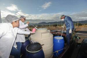Asegurar autosuficiencia alimentaria con el Programa de Sanidad 2022: Sader