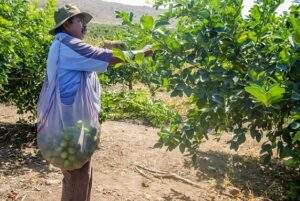 Cayó la producción de limón en Michoacán razón del alto costo