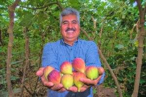 Acciones de vigilancia y muestreo contra la mosca del higo negro en Sonora