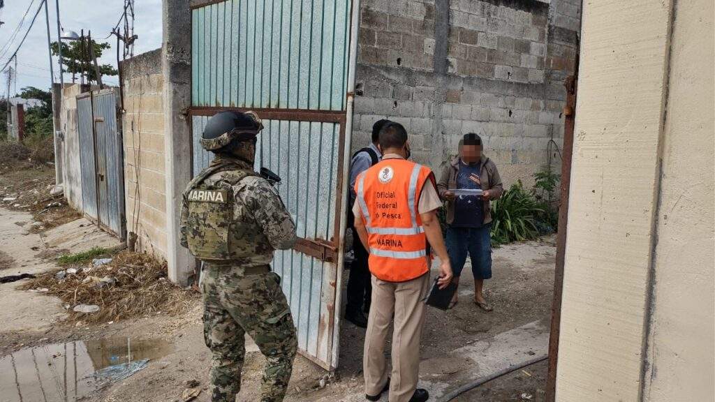 Incautaron efectivos de la Semar más de 300 kilos de pescado en Campeche