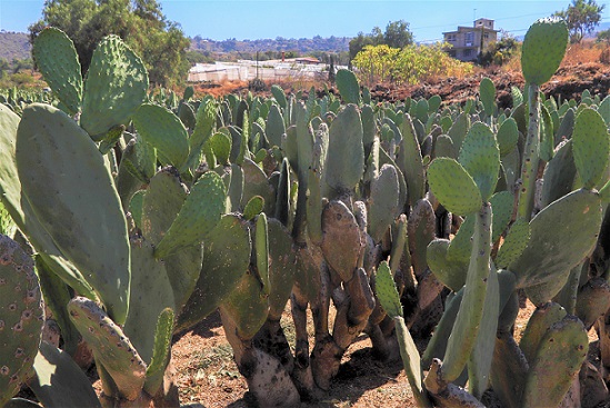 Viveros de nopal forrajero para enfrentar la próxima sequía