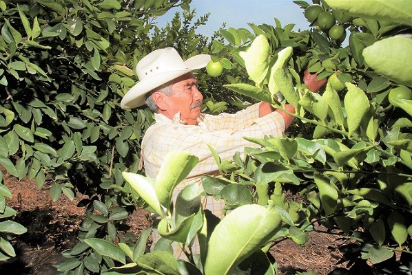 Revisa Agricultura la comercialización del limón por alza de precio