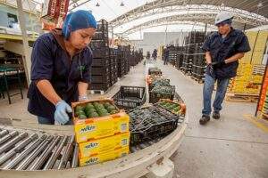 Amplia EUA acciones hacia México, “pausa” importaciones de aguacate