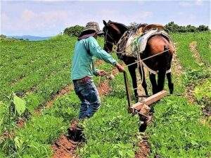 Acciones para unidades productivas de menos de 20 hectáreas