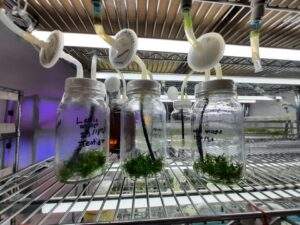 Tecnología del Colpos para disminuir costo de producción de orquídeas