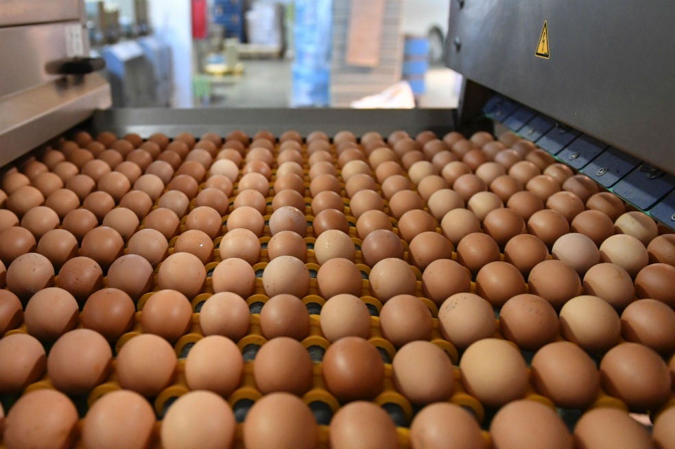 Restringe Senasica acceso de productos avícolas por Influenza en EU