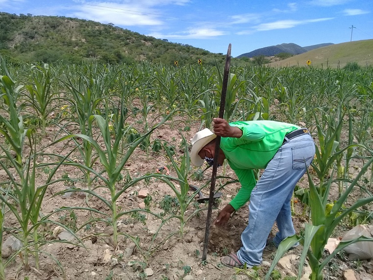 Llama Senado a Sader apoyar a campesinos de Morelos