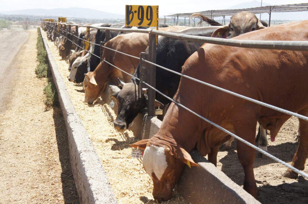 Experimentará EUA vacuna contra la tuberculosis bovina en BC