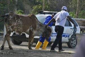Celebra CNOG aumento de 12 años de prisión por tráfico de ganado