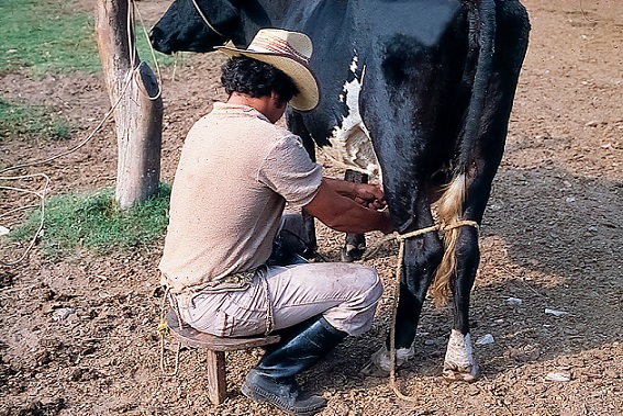 Anuncia Agricultura aumento del precio de garantía de leche fresca