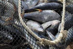 Víctima el atún de su éxito nutricional por el Omega-3