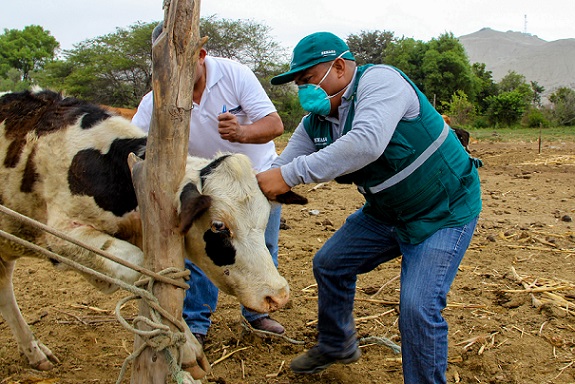 Rescatan veterinarios de México y EUA producción pecuaria