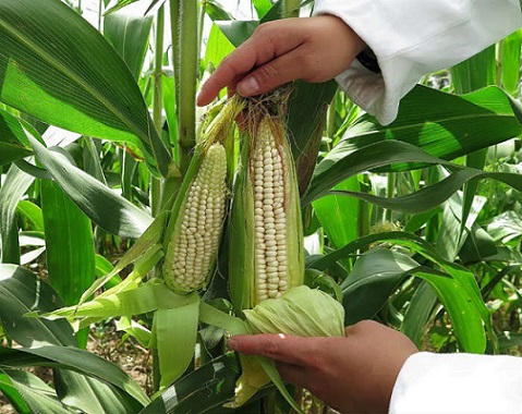 Cuando Jaime Serra Puche desdeñó el maíz