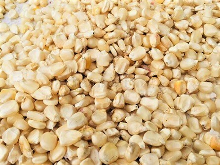 Dotación de maíz blanco a la industria de la masa y tortilla: Segalmex