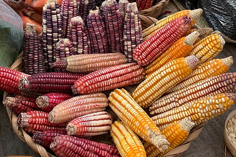 Pichátaro, Michoacán pueblo libre de maíz transgénico