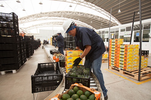 Complementará aguacate de Jalisco la demanda del mercado de EU