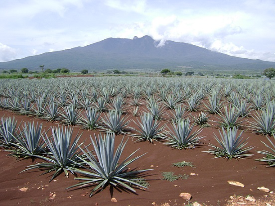 Plan Rector pospandemia para el sector tequilero nacional