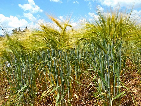 Grupo Modelo comprará cebada del ciclo primavera-verano 2022