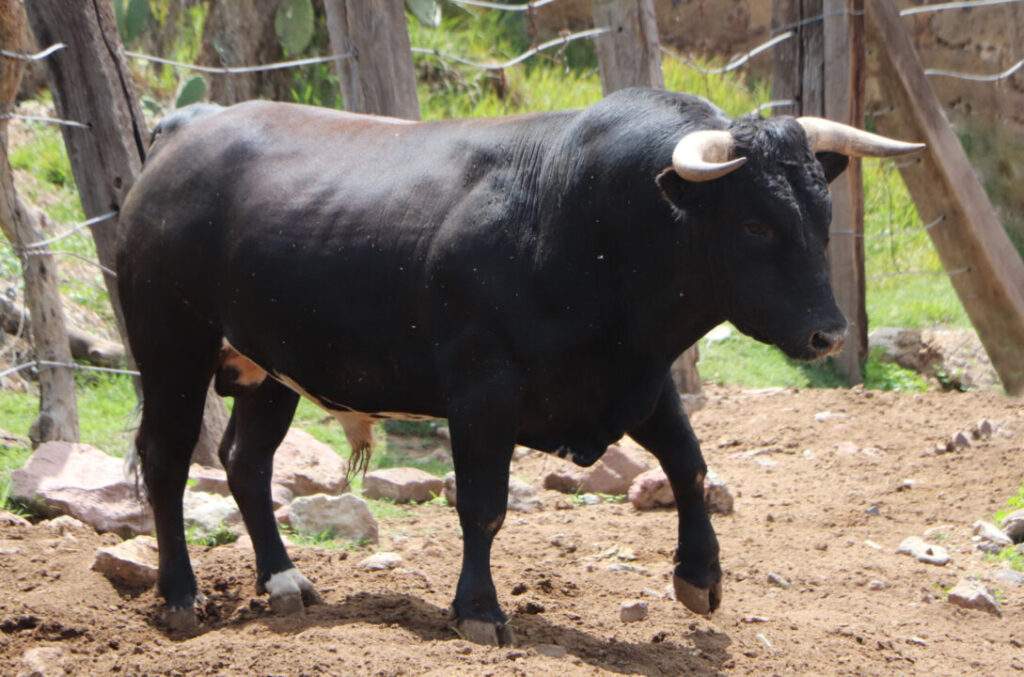 Impulsará Agricultura acciones para exportación de reses bravas