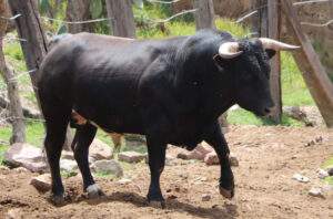 Impulsará Agricultura acciones para exportación de reses bravas