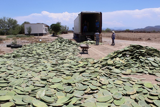 Nopal forrajero para 8 estados en situación de sequía
