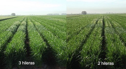 Investigadores del CIMMYT evaluaron rendimiento de la siembra de trigo