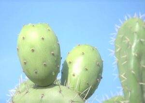 Poseedora la tuna de valor nutricional y para remedios digestivos
