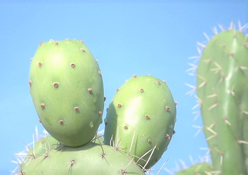 Poseedora la tuna de valor nutricional y para remedios digestivos