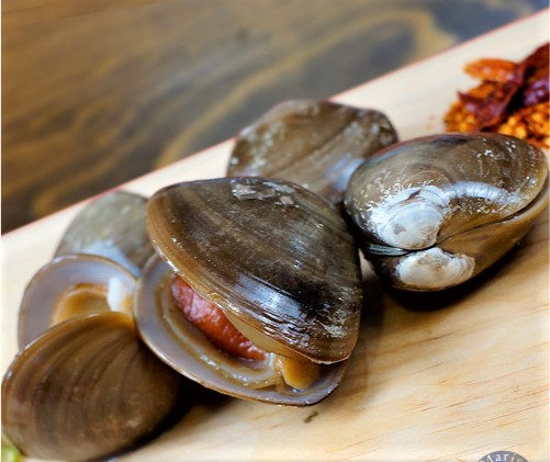 Veda de un año más para la almeja chocolata en Sinaloa