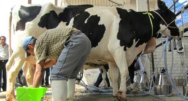 El precio de garantía de Liconsa por debajo del costo de producción