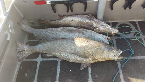 Creciente el tráfico de buche de totoaba denuncian en el Senado