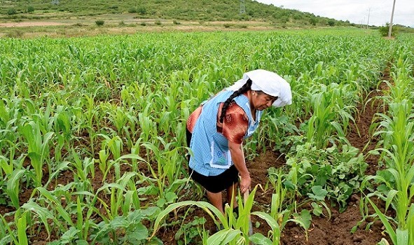 De 10 a 30 años la equidad de género en el campo de países en desarrollo