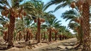 Inició cosecha y empaque 2022 de dátil en Baja California y Sonora