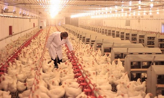 Halla Senasica influenza aviar de alta patogenicidad en Nuevo León