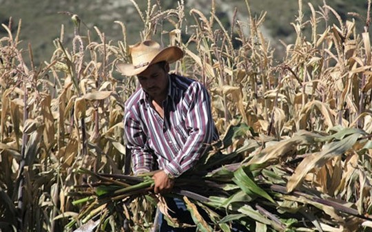 Aumentó en 2021 la producción agrícola 1.3 por ciento
