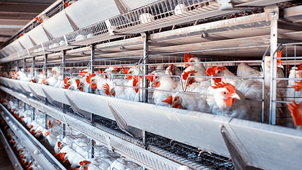 Confirma Senasica presencia de influenza aviar en nueve estados del país