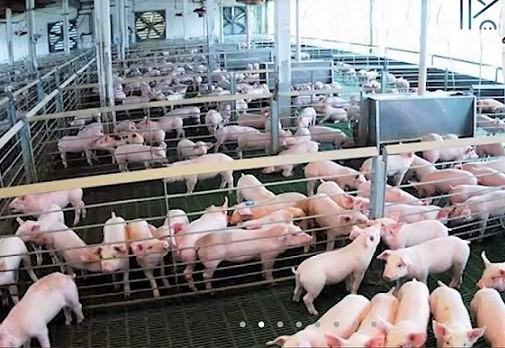 Aumenta cada año 2 por ciento el inventario porcícola del país