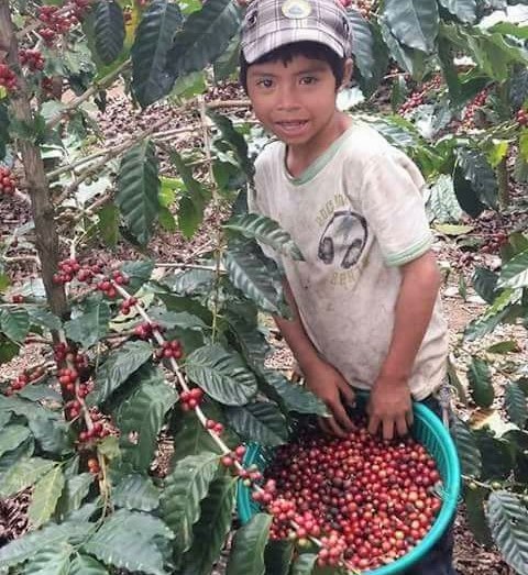 Inició en Chiapas y Veracruz la cosecha de café 2022