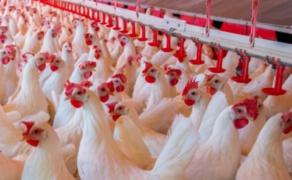 Amenaza influenza aviar biodiversidad y fauna silvestre del continente: FAO