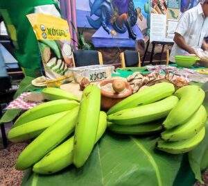 Producción de harina de plátano verde panificable con beneficios globales